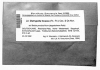 Diatrypella favacea image